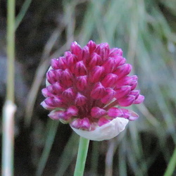 Amaryllidaceae