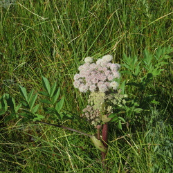 Apiaceae