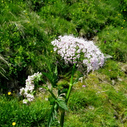 Apiaceae