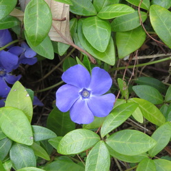 Apocynaceae