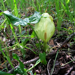 Araceae