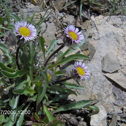 Asteraceae