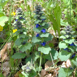 Lamiaceae