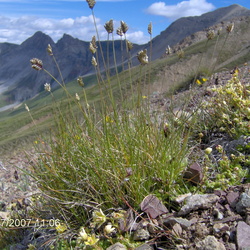 Poaceae