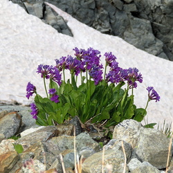 Primulaceae