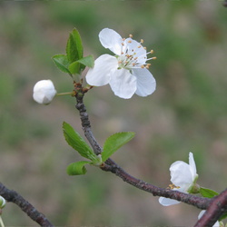 Rosaceae